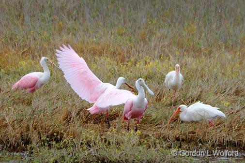 Wading Birds_29407.jpg - Roseate Spoonbills, White IbisesPhotographed near Port Lavaca, Texas, USA.